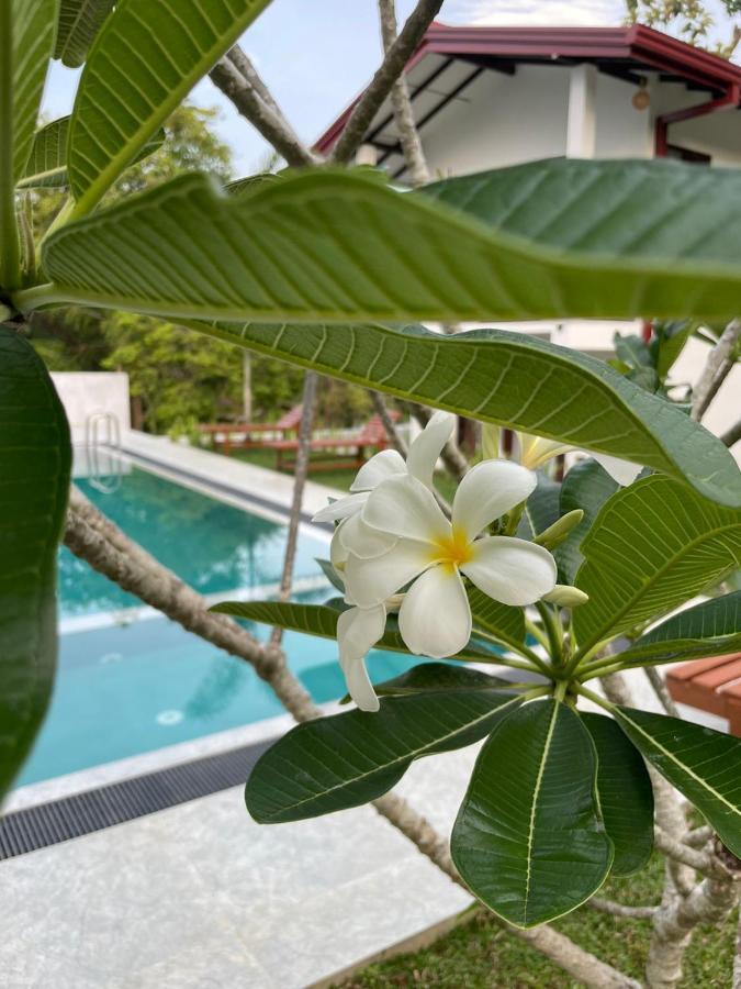 Finch Tangalle Kültér fotó